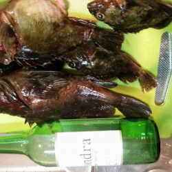 小浜港　ぶっこみ釣りでガシラ